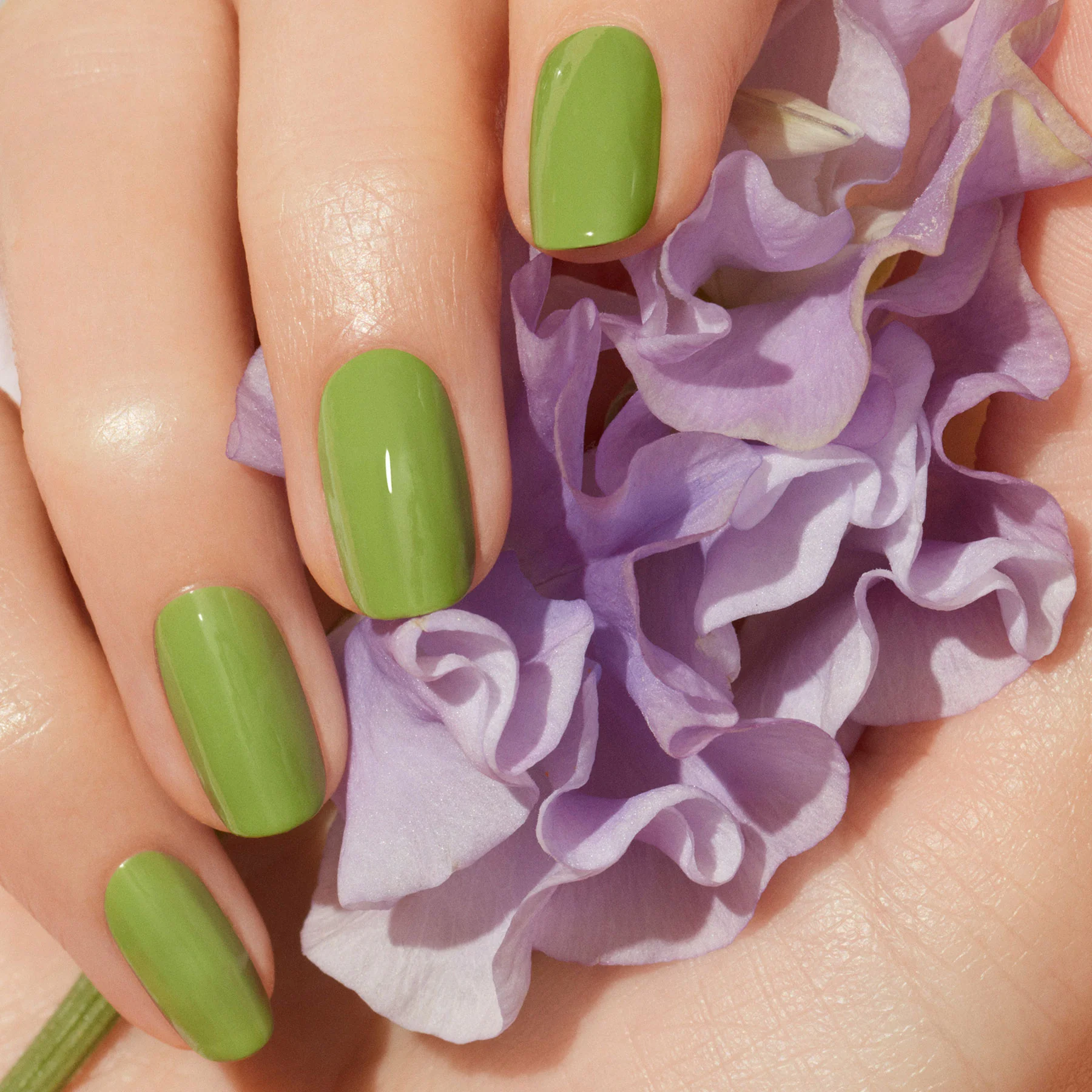 Sweet Pea - Image 2