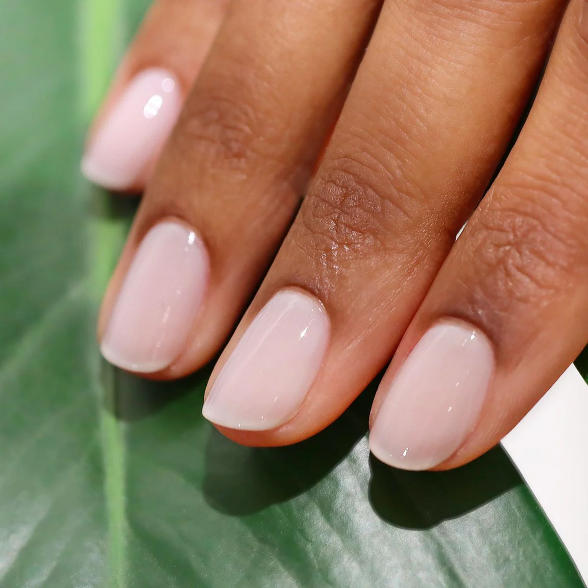Milky White - Image 8